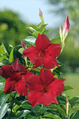 Foto fiore da  Balcone, vaso Dipladenia Diamantina® Topaze Vermillon 301