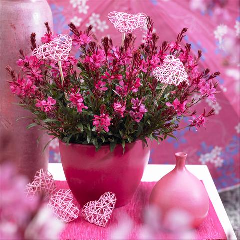 photo of flower to be used as: Bedding / border plant Gaura lindheimeri Gaudi™ Red