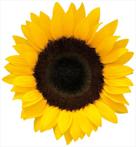 Foto fiore da  Reciso Helianthus annuus Cleopatra