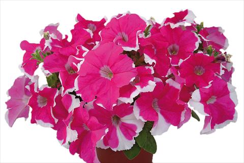 Foto fiore da  Vaso, aiuola, balcone, basket Petunia multiflora Candy Laced Rose