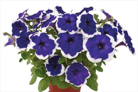 Foto fiore da  Vaso, aiuola, balcone, basket Petunia multiflora Candy Picotee Blue