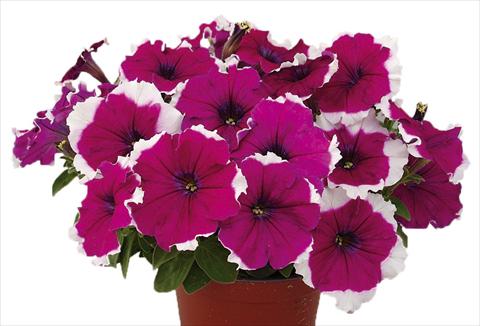 Foto fiore da  Vaso, aiuola, balcone, basket Petunia multiflora Candy Picotee Burgundy