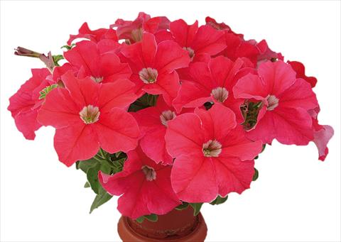 Foto fiore da  Vaso, aiuola, balcone, basket Petunia multiflora Candy Pure Orange Red