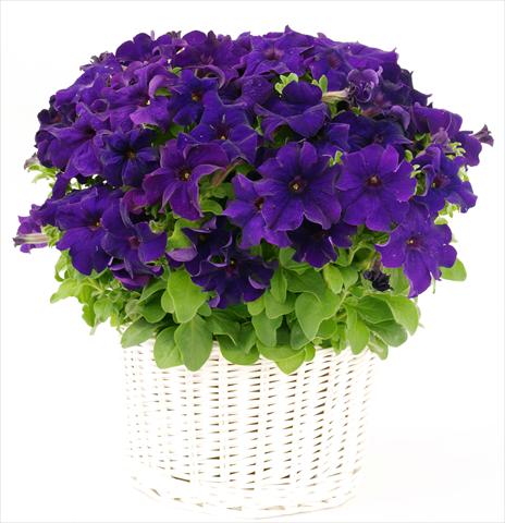 Foto fiore da  Vaso, aiuola, balcone, basket Petunia grandiflora Capri Blue