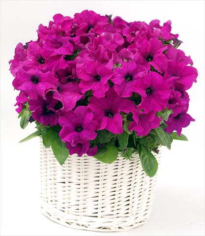 Foto fiore da  Vaso, aiuola, balcone, basket Petunia grandiflora Capri Lilac