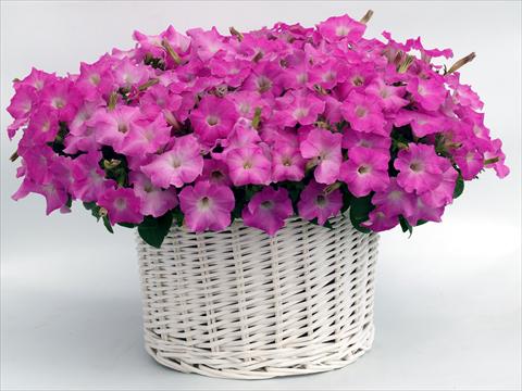 Foto fiore da  Vaso, aiuola, balcone, basket Petunia multiflora Gioconda Pastel Pink