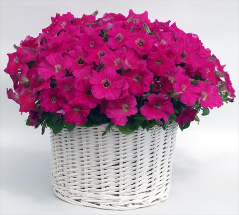 Foto fiore da  Vaso, aiuola, balcone, basket Petunia multiflora Gioconda Rose