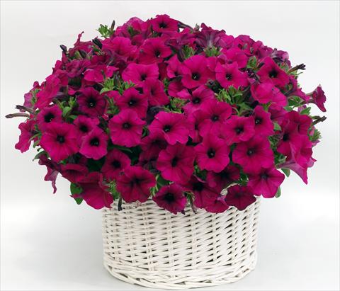 Foto fiore da  Vaso, aiuola, balcone, basket Petunia multiflora Gioconda Violet