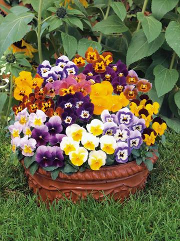 photo of flower to be used as: Pot and bedding Viola cornuta Caramel mix