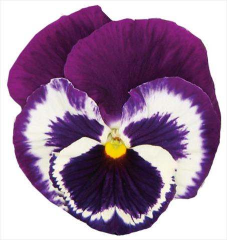 Foto fiore da  Vaso e aiola Viola wittrockiana Italia Blue Top