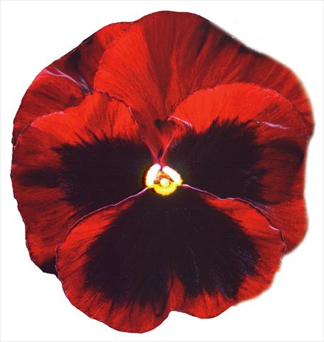 photo of flower to be used as: Pot and bedding Viola wittrockiana Italia Red W Blotch