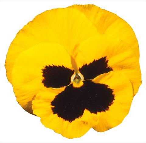 photo of flower to be used as: Pot and bedding Viola wittrockiana Italia Yellow W Blotch