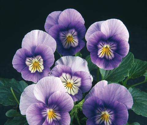 Foto fiore da  Vaso e aiola Viola wittrockiana Pandora Blue Violet W White Face