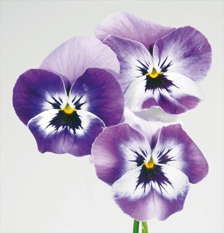 Foto fiore da  Vaso e aiola Viola wittrockiana Pandora England Marine