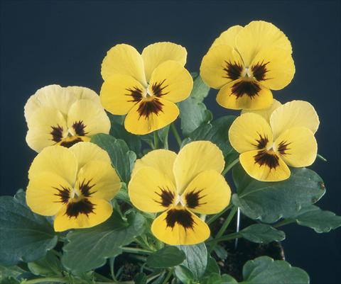 photo of flower to be used as: Pot and bedding Viola wittrockiana Pandora Lemon W Blotch