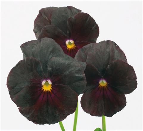photo of flower to be used as: Pot and bedding Viola wittrockiana Pandora Orientale