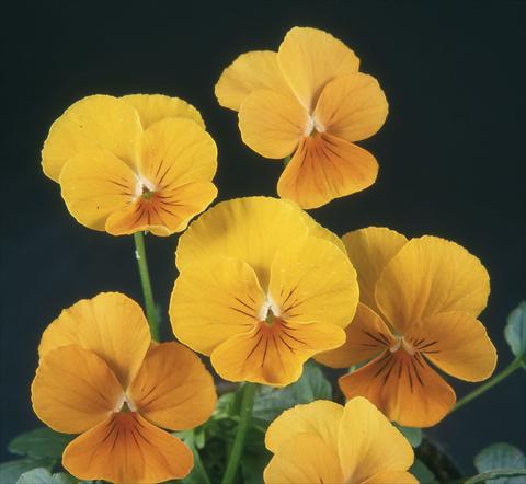 Foto fiore da  Vaso e aiola Viola wittrockiana Pandora Pure Apricot Felix