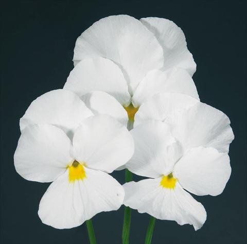 Foto fiore da  Vaso e aiola Viola wittrockiana Pandora Pure White