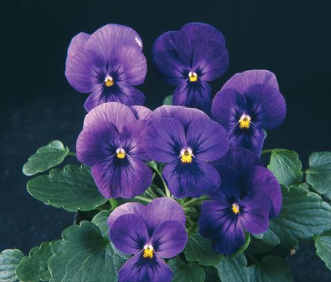 Foto fiore da  Vaso e aiola Viola wittrockiana Pandora Purple