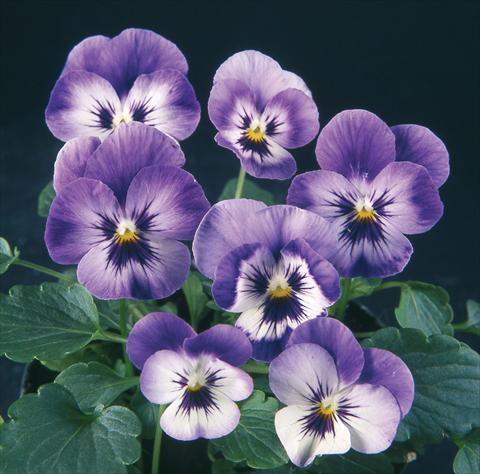 Foto fiore da  Vaso e aiola Viola wittrockiana Pandora Rainbow Capri