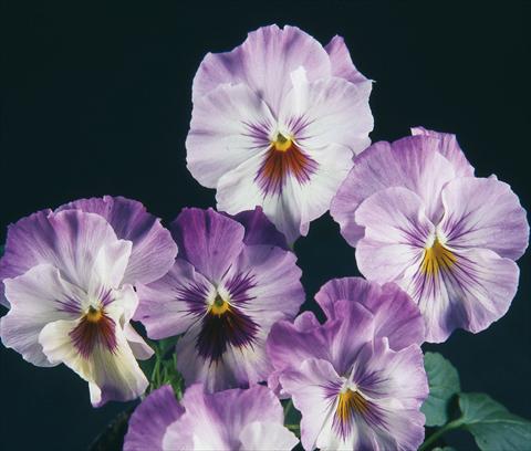 photo of flower to be used as: Pot and bedding Viola wittrockiana Pandora Rainbow Celestiale