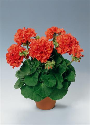 Foto fiore da  Vaso, aiuola, balcone Pelargonium zonale pac® Perlenkette Orange