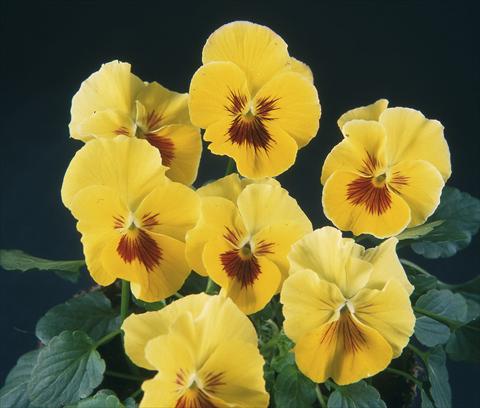 photo of flower to be used as: Pot and bedding Viola wittrockiana Pandora Rainbow Tramonto