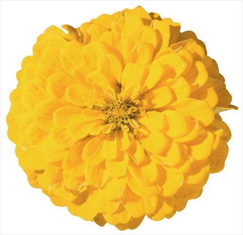 Foto fiore da  Aiuola e/o bordura Zinnia elegans Master Yellow