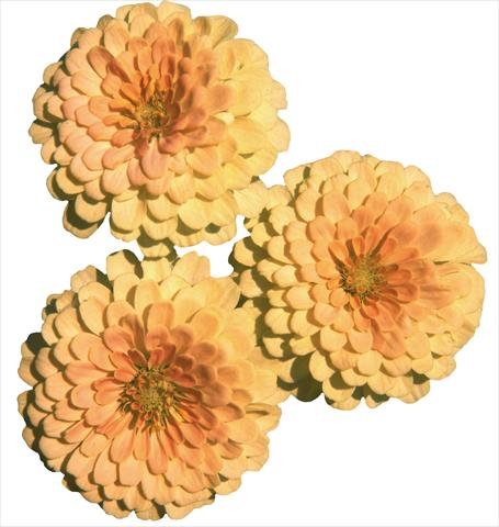 photo of flower to be used as: Bedding / border plant Zinnia elegans Topolino Lemon 2 Salmon