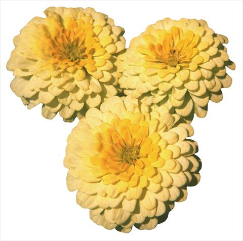 Foto fiore da  Aiuola e/o bordura Zinnia elegans Topolino Lemon 2 Yellow