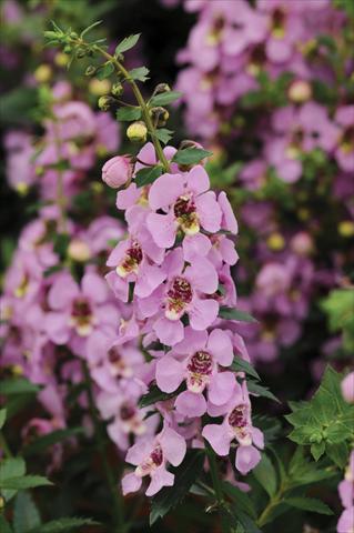 Foto fiore da  Vaso, aiuola, balcone, basket Angelonia Archangel Pink