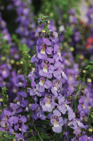 Foto fiore da  Vaso, aiuola, balcone, basket Angelonia Serena™ Blue