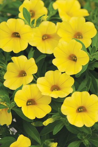 Foto fiore da  Vaso, aiuola, balcone, basket Calibrachoa Cabaret™ Yellow