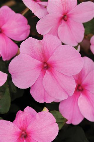 Foto fiore da  Vaso e aiola Impatiens walleriana Impreza™ Pink