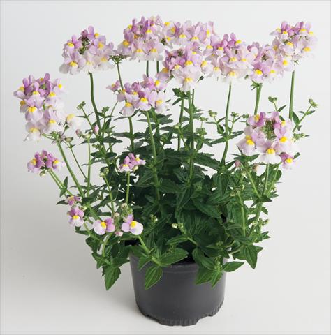 Foto fiore da  Basket o vaso Nemesia Nuvo™ Pink Bicolour