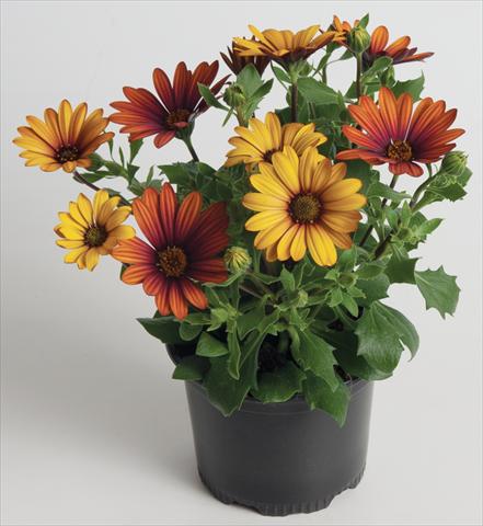 Foto fiore da  Vaso e aiola Osteospermum ecklonis Astra Fire