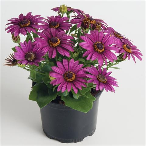 Foto fiore da  Vaso e aiola Osteospermum ecklonis Astra™ Purple