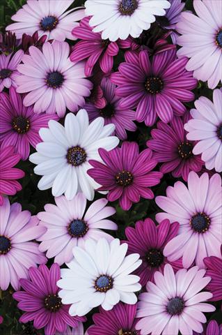 Foto fiore da  Vaso e aiola Osteospermum Akila™ Mix