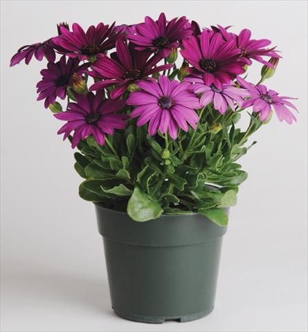 Foto fiore da  Vaso e aiola Osteospermum Akila™ Purple