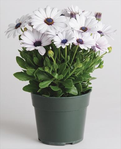 Foto fiore da  Vaso e aiola Osteospermum Akila™ White