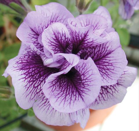 Foto fiore da  Vaso, aiuola, balcone, basket Petunia Viva® Double Purple Vein