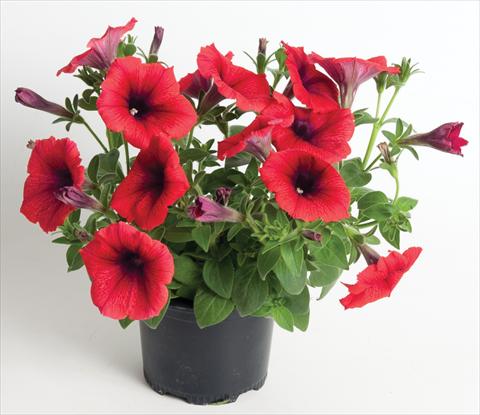 Foto fiore da  Vaso, aiuola, balcone, basket Petunia Viva® Exclusive Fire