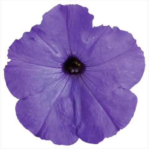 Foto fiore da  Vaso, aiuola, balcone, basket Petunia Viva® Select Blue Ocean