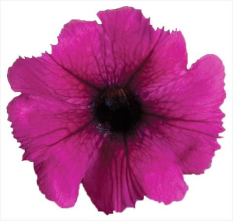 Foto fiore da  Vaso, aiuola, balcone, basket Petunia Viva® Select Burgundy