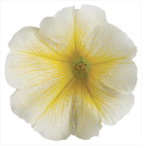 Foto fiore da  Vaso, aiuola, balcone, basket Petunia Viva® Select Yellow 2012