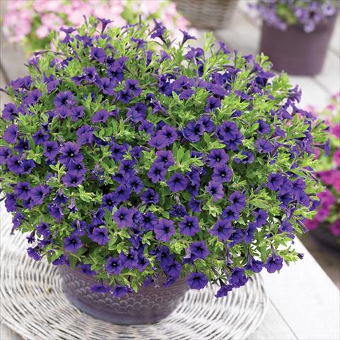 Foto fiore da  Vaso, aiuola, balcone, basket Petunia Vivini™ Blue