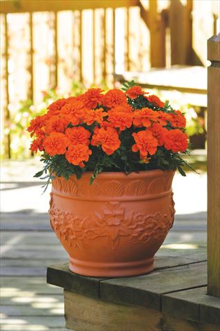 photo of flower to be used as: Bedding / border plant Tagetes patula nana Bonanza F1 Deep Orange