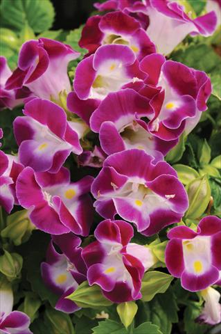 Foto fiore da  Vaso, aiuola, balcone Torenia Kauai™ Magenta