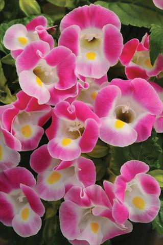 Foto fiore da  Vaso, aiuola, balcone Torenia Kauai™ Rose