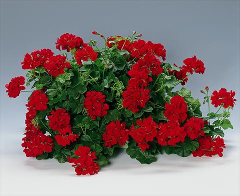 Foto fiore da  Aiuola, balcone, basket Pelargonium peltatum pac® Granatit